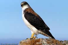 Rotrückenbussard (19 von 19).jpg